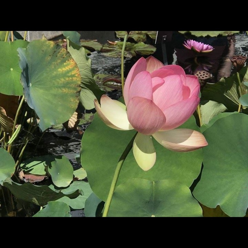 Meet your Posher, Toni